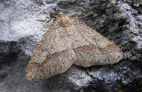 Graugelber Breitflügelspanner (Agriopis marginaria) - © Rupert Fauster
